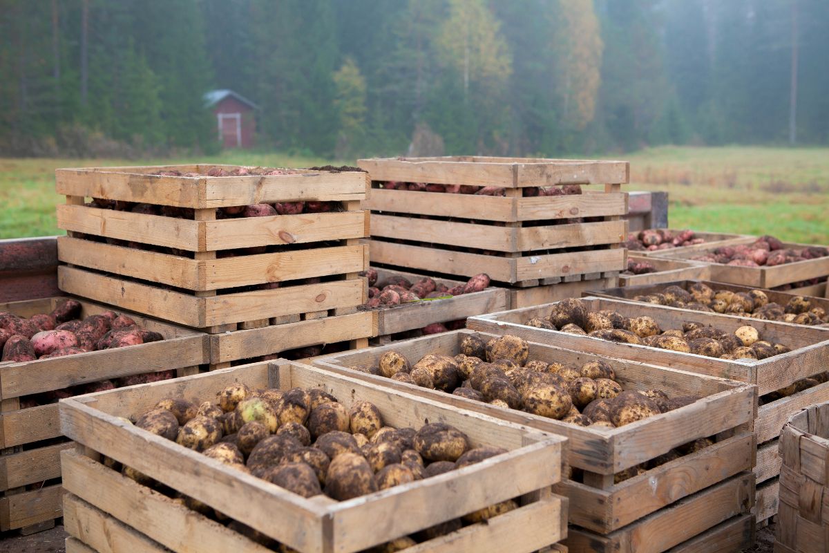 Post-Harvest Handling of Potatoes From Field to Storage.jpg
